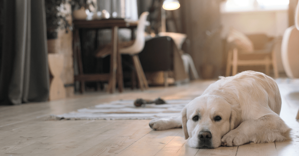 chicago-suburbs-guide-40-best-family-friendly-suburbs-of-chicago