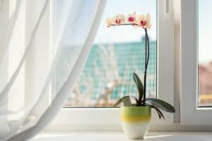 professional window cleaning